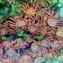 Don Becker / USGS