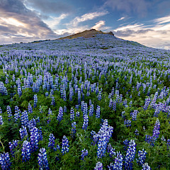 Lupine