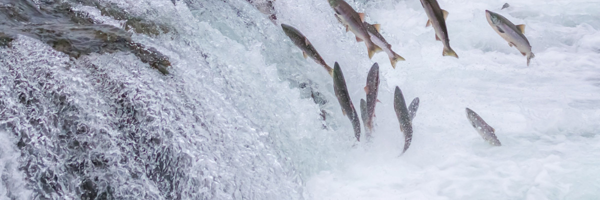 Jumping salmon