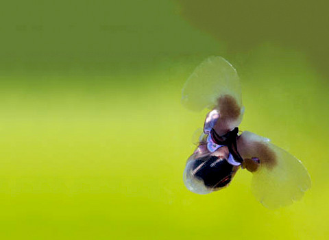 Sea butterfly.
