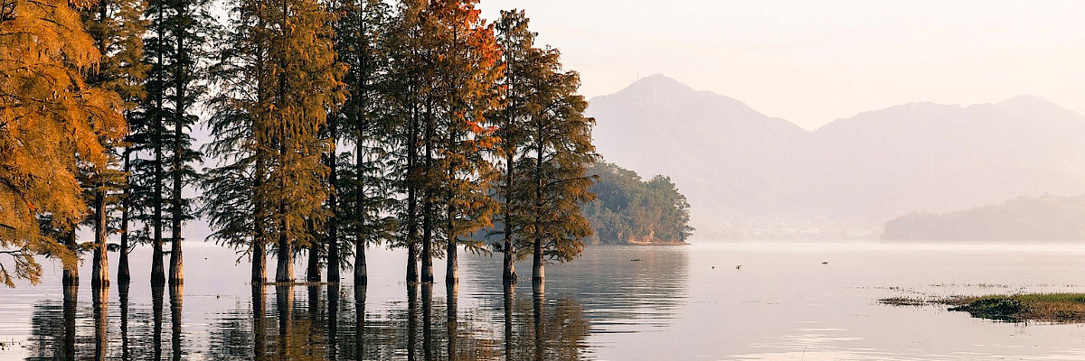 Trees, lake
