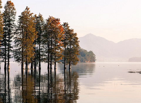 Trees, lake