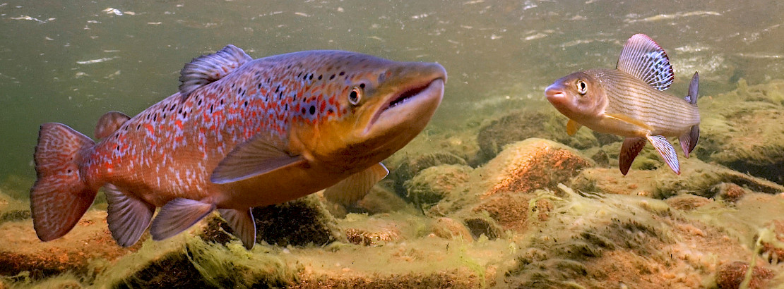 Salmon
