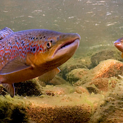 Salmon